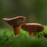 Mushrooms